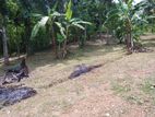 Land for sale Matale