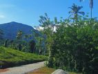 Land For Sale Matale( Palapathwala Town)