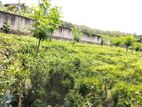 Land for Sale Mawanalla