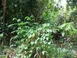 Land for Sale Medagama