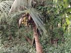 Land for sale Menikdiwela, Pilimathalawa