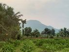 Land for sale mihintale anuradhapura.