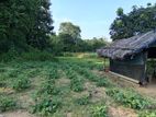 Land for Sale - Moneragala