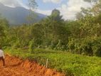 Land for Sale Nawalapitiya