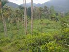 Land for Sale Nawalapitiya