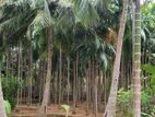 Land for Sale Near Keerimalai
