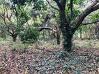 Land for Sale Near Town Dambulla