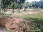 land for sale nelundeniya