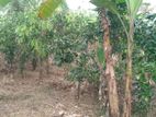 Land For Sale Nihiluwa Beliaththa