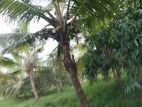 Land for sale Nihiluwa Hakmana (10070sm)