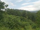 LAND FOR SALE NILLAMBA