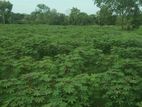 Land for Sale Nithalawa , Gallewa
