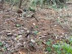 Land for Sale Nittabuwa