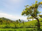 Land for Sale Nuwara Eliya