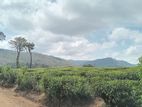 Land for sale Nuwara Eliya