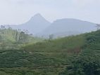 Land for Sale Nuwara Eliya