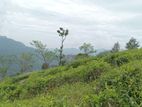 Land for Sale Nuwara Eliya Pussellawa