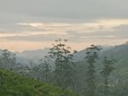 Land for Sale Nuwara Eliya Pussellawa