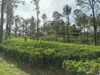Land for sale Nuwara Eliya Ramboda