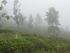 Land for Sale Nuwara Eliya Road
