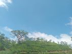 Land for Sale Nuwara Eliya Road Pundaluoya