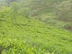 Land for Sale Nuwara Eliya Rothes Tea Estate