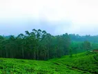 Land for sale Nuwara Eliya Rothes tea estate