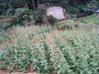 Land for Sale Nuwaraeliya