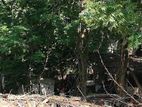 Land for Sale-Pamunugama, Gampaha