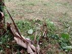 Land For Sale Panagoda