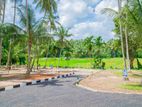 Land for Sale Peaceful Paddy Field Setting in Minuwangoda