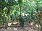 Land for Sale Peradeniya