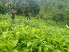 Land For Sale - Peradeniya | Muruthalawa