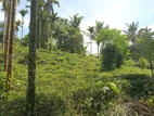 Land for Sale Pilimathalawa