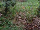 Land for sale -Pinnawala Rabukkana