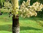 Land For Sale - Polhena , Matara