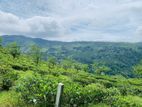 Land for Sale Pudaluoya