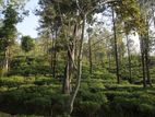 Land for Sale Pussellawa
