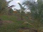 Land For Sale Puttalam - CL743