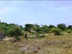 Land for Sale – Puttalam - Wanathavilluwa (EM1366)