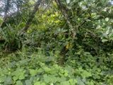 Land for Sale Puwakpitiya