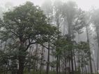 Land for Sale Ramboda Perttashi Road