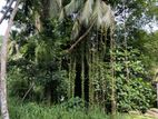 Land for Sale Ratnapura