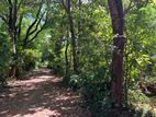 Land for Sale Sigiriya