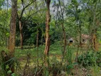Land for Sale – Sigiriya