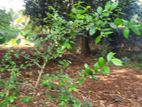 LAND FOR SALE THAVADI