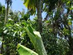 Land For Sale Thihagoda Matara