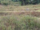 Land for Sale – Uva Province, Badulla District
