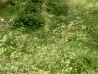 Land for Sale වැලිපිල්ලෑව