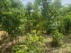 Land For Sale walasmulla (1004sm)